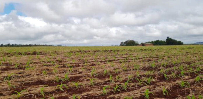 Clima favorece estabelecimento inicial do milho no RS