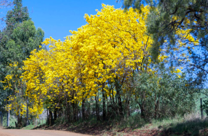 Primavera começa nesta segunda-feira