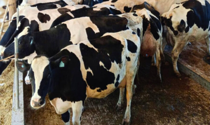 São Domingos do Sul mantém produção anual de 9 milhões de litros de leite