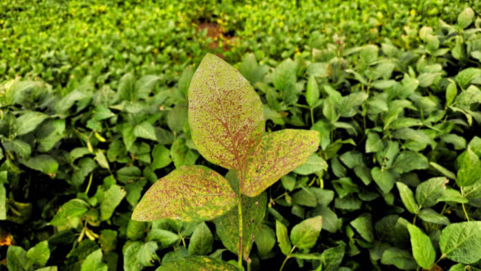 Focos de ferrugem asiática da soja são identificados na safra 2024/2025