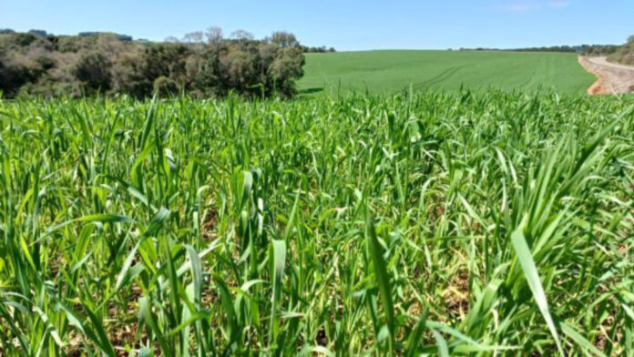 Trigo apresenta desenvolvimento satisfatório no Rio Grande do Sul