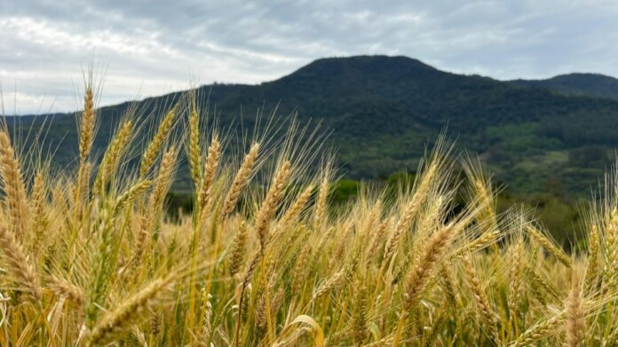 Tempo seco e luminosidade favorecem desenvolvimento do trigo no Estado