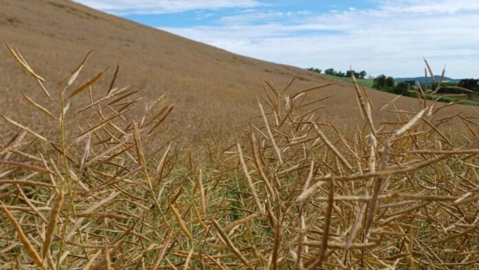 Temperaturas amenas e chuvas bem distribuídas favorecem o desenvolvimento da canola