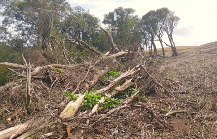 Brigada Militar constata supressão de vegetação nativa em São Domingos do Sul