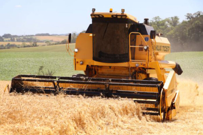 Colheita do trigo avança no Estado