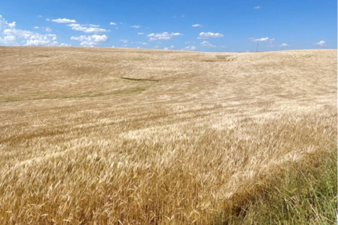 Inicia a colheita de cevada com bom rendimento e grãos de alta qualidade industrial