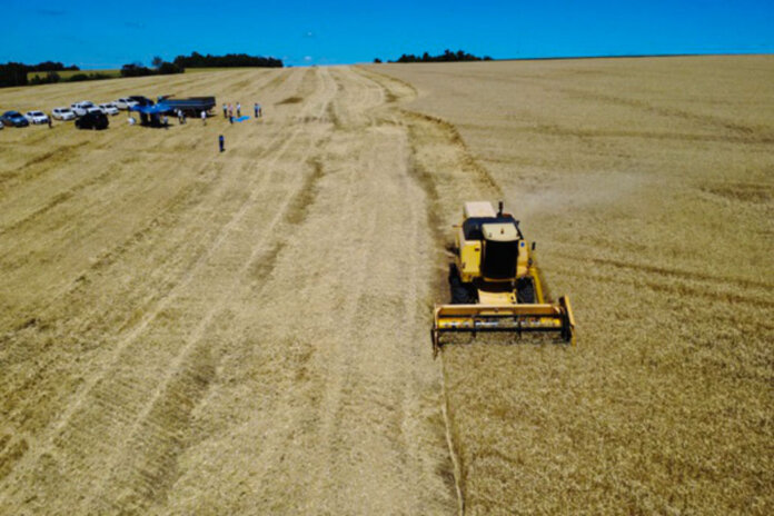 Emater/RS-Ascar estima aumento de produtividade na Safra de Inverno 2025