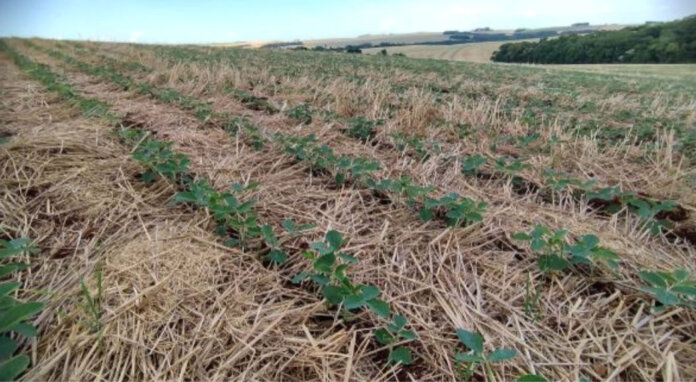 Semeadura da soja avança pelo Rio Grande do Sul