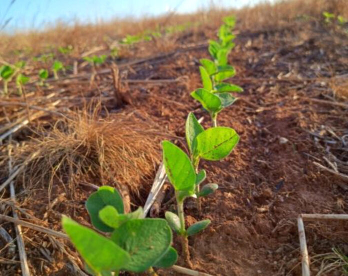 Plantio da soja é de 22% da área prevista para o Rio Grande do Sul