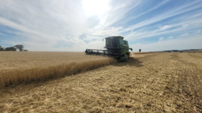 Colheita do trigo avança de forma moderada no Estado
