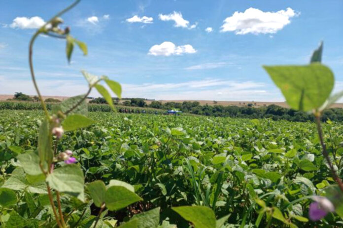 Plantio do Feijão 1ª Safra se aproxima do final no Rio Grande do Sul