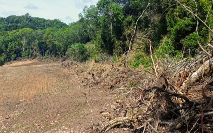 Brigada Militar flagra desmatamentos irregulares em Santo Antônio do Palma e David Canabarro