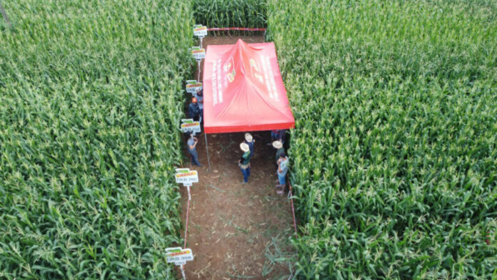 Dia de campo em Casca destaca irrigação e produção de milho