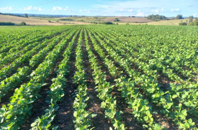 Chuvas recorrentes favorecem lavouras de soja no Estado