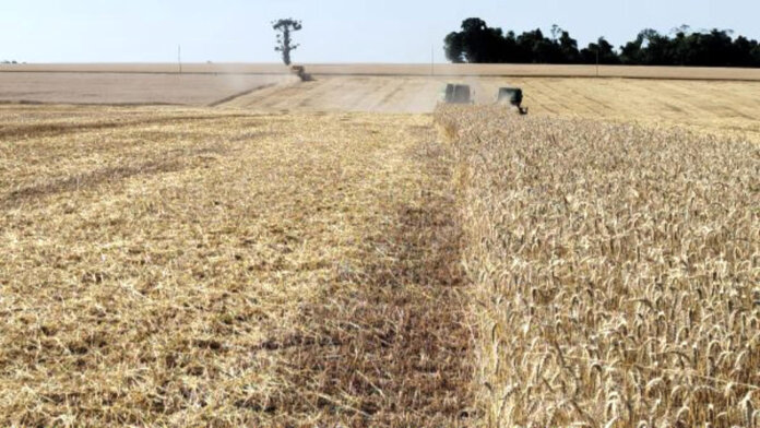 Colheita do trigo é finalizada no Rio Grande do Sul