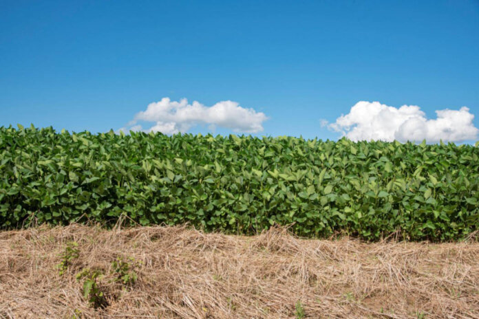 Secretaria da Agricultura amplia calendário de plantio da soja