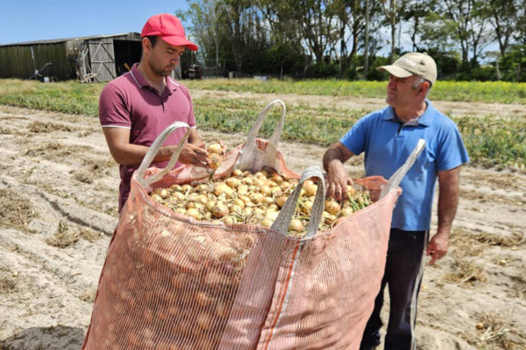 Colheita da cebola encerra com boa produtividade das lavouras no Rio Grande do Sul