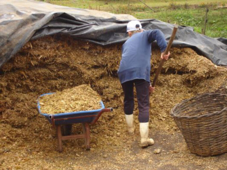 Milho silagem tem bom desenvolvimento no Rio Grande do Sul