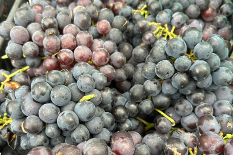 Safra de uva 2025/2026 deve superar produção normal no Estado