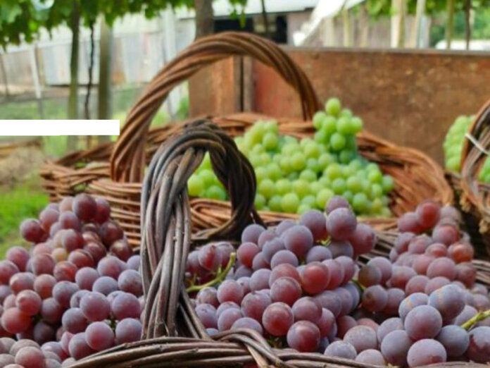 Safra de uva no Estado deve ser superior a 900 mil toneladas