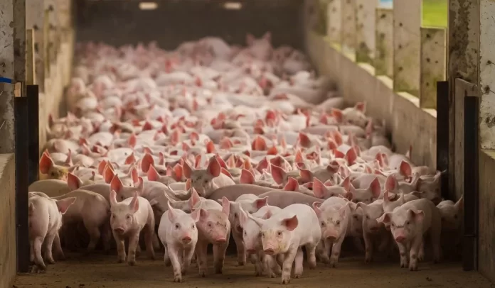 Abates de suínos no RS crescem 3,57% em 2025 e Palmitinho assume a liderança estadual