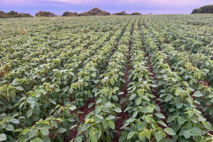 Maior parte das lavouras de soja estão em fase de enchimentos de grãos