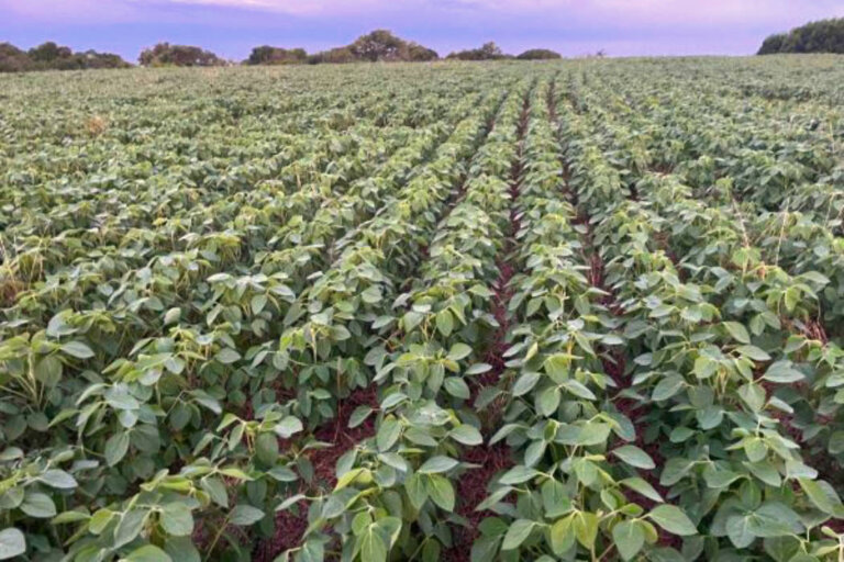 Maior parte das lavouras de soja estão em fase de enchimentos de grãos