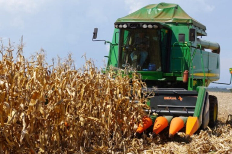 Colheita do milho avança para 35% da área total cultivada no Estado