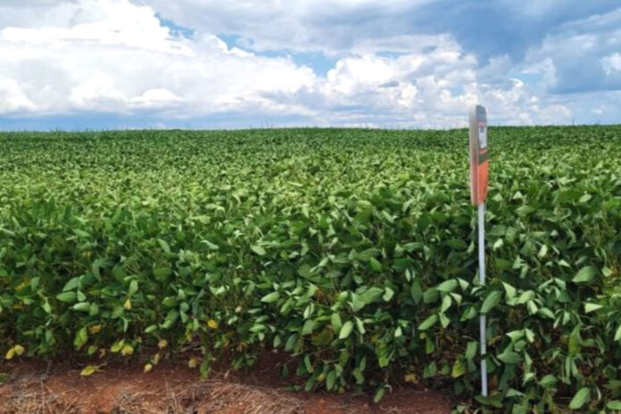 Chuvas aliviam estresse da soja no Rio Grande do Sul