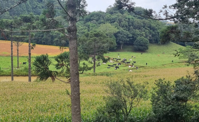 Em Casca, agricultor aposta na diversificação e fortalece a soberania alimentar