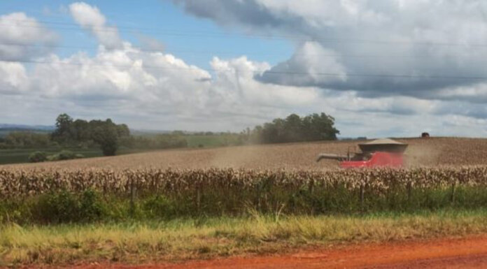 Rio Grande do Sul tem 64% da área de milho colhida