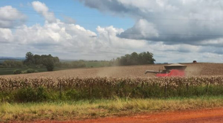 Rio Grande do Sul tem 64% da área de milho colhida