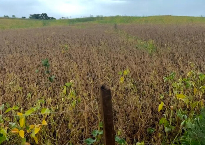 Estiagem provoca perdas na produção agropecuária em Muliterno