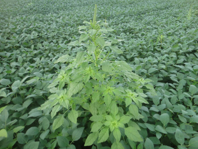 Governo do Estado realiza força-tarefa sanitária sobre os riscos da praga caruru-gigante para as lavouras