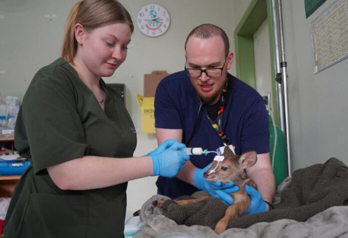 Animais silvestres abandonados: como proceder quando encontrá-los?