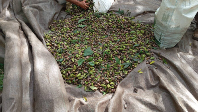 Produtores diversificam produção e investem na fruticultura no município de Casca