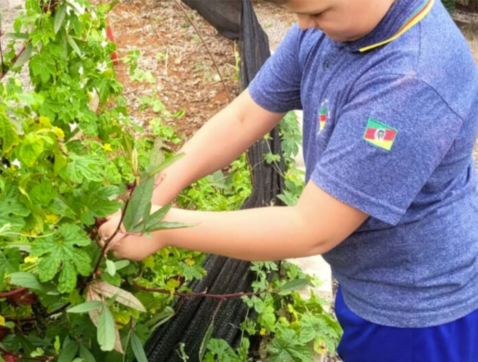 Horto Medicinal de Muliterno mobiliza comunidade e incentiva uso de plantas terapêuticas