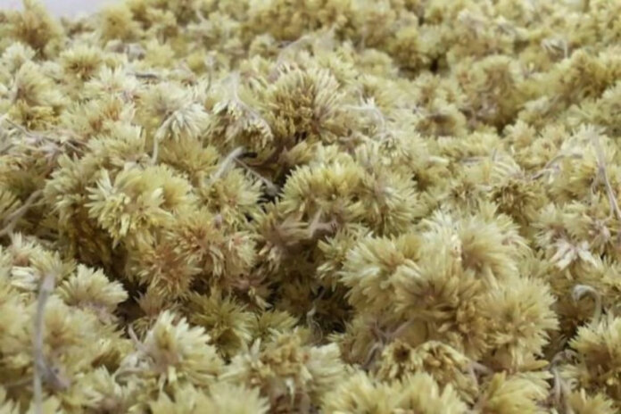 Tradição na Sexta-feira Santa, colheita da marcela exige práticas sustentáveis