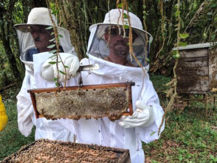 Colheita de mel no Rio Grande do Sul se aproxima do final
