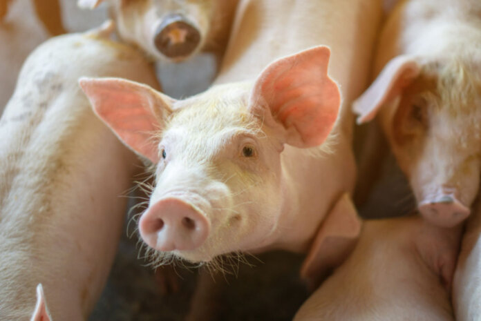 Exportações de carne suína registram recorde histórico em março