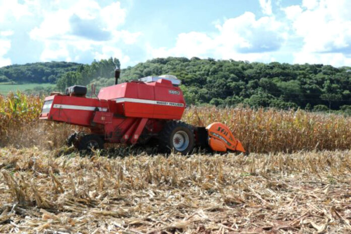 Colheita do milho se encaminha para o final no Rio Grande do Sul