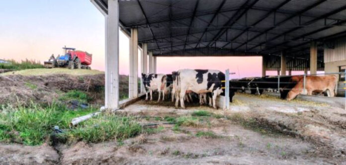 Silagem garante alimentação do rebanho em períodos críticos
