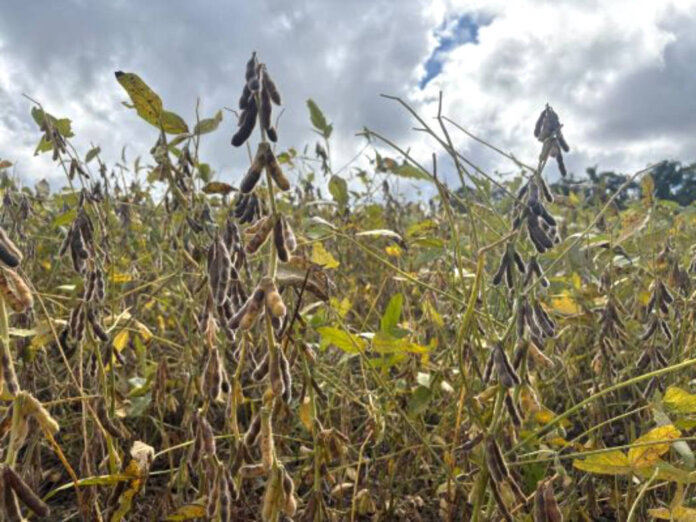 Colheita da soja chega a 50% da área cultivada no Rio Grande do Sul