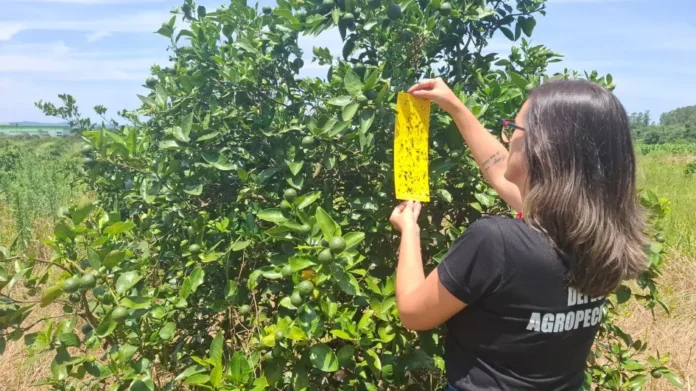 Monitoramento na citricultura gaúcha coloca o RS entre os poucos Estados brasileiros livres da doença mais destrutiva do setor
