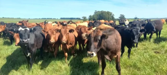 Homeopatia complementa estratégias de manejo bovino no inverno