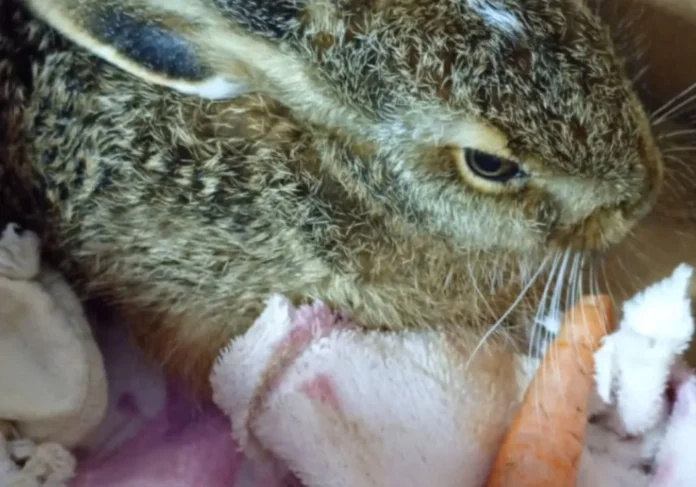 SCAB de Casca realiza encaminhamento de animal silvestre ferido