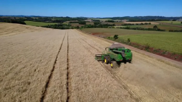 Começa colheita do trigo nas principais regiões produtoras do Rio Grande do Sul 