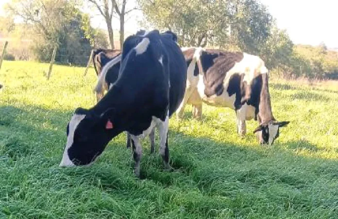 Chuvas acima da média exigem planejamento para alimentação dos rebanhos
