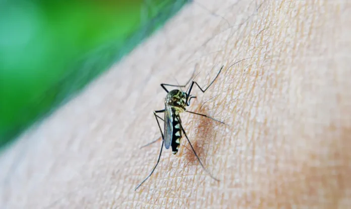 Aedes aegypti: quase metade dos municípios está em alerta ou risco