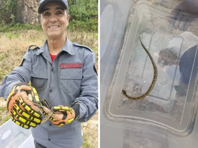 SCAB captura jararaca após ocorrência de picada de cobra em São Domingos do Sul